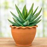 Aloe Brevifolia