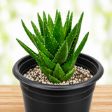 Aloe Nobilis