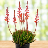 Aloe 'Crosby's Prolific'