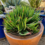 Aloe 'Crosby's Prolific'