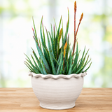 Aloe "Blue Elf"