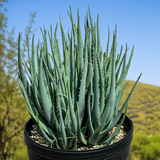 Aloe "Blue Elf"