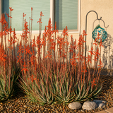 Aloe "Blue Elf"