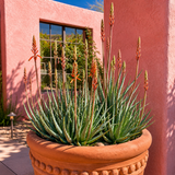 Aloe "Blue Elf"