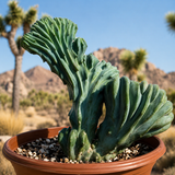Crested Blue Flame