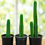 San Pedro Cactus | Trichocereus pachanoi