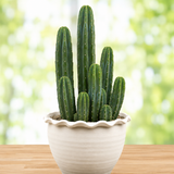 San Pedro Cactus | Trichocereus pachanoi