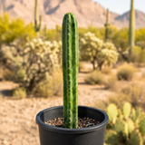 San Pedro Cactus | Trichocereus pachanoi