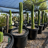 San Pedro Cactus | Trichocereus pachanoi