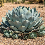 Agave Parryi Truncata
