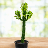 Euphorbia Royaleana