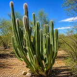 Senita Cactus