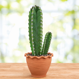 Senita Cactus