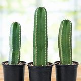 Senita Cactus
