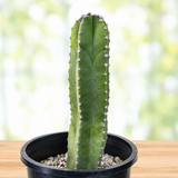 Senita Cactus