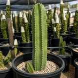 Senita Cactus
