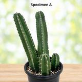 Senita Cactus