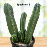 Senita Cactus