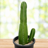 Senita Cactus
