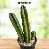 Senita Cactus
