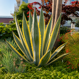 Agave Americana Variegata