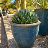 Queen Victoria Agave