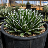 Queen Victoria Agave