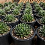 Queen Victoria Agave