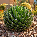 Queen Victoria Agave
