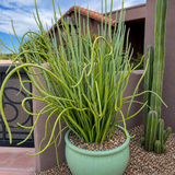 Pedilanthus macrocarpus (Lady Slipper Plant)