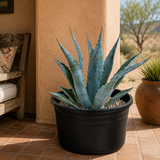 Agave Americana