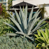 Agave Americana