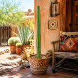 Mexican Fence Post Cactus