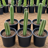 Mexican Fence Post Cactus