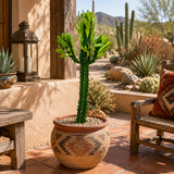 Euphorbia Royaleana