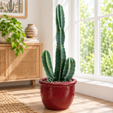 Peruvian Apple Cactus