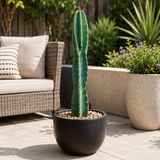 Peruvian Apple Cactus