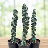 Cereus Twist Cactus