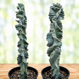 Cereus Twist Cactus