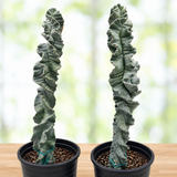 Cereus Twist Cactus
