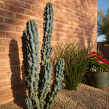 Curiosity Cactus