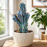 Curiosity Cactus