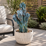 Curiosity Cactus