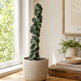 Cereus Twist Cactus