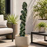 Cereus Twist Cactus