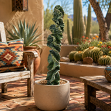 Cereus Twist Cactus