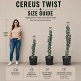Cereus Twist Cactus