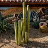 Mexican Fence Post Cactus