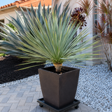 Yucca Rostrata