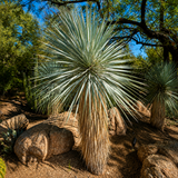 Yucca Rostrata